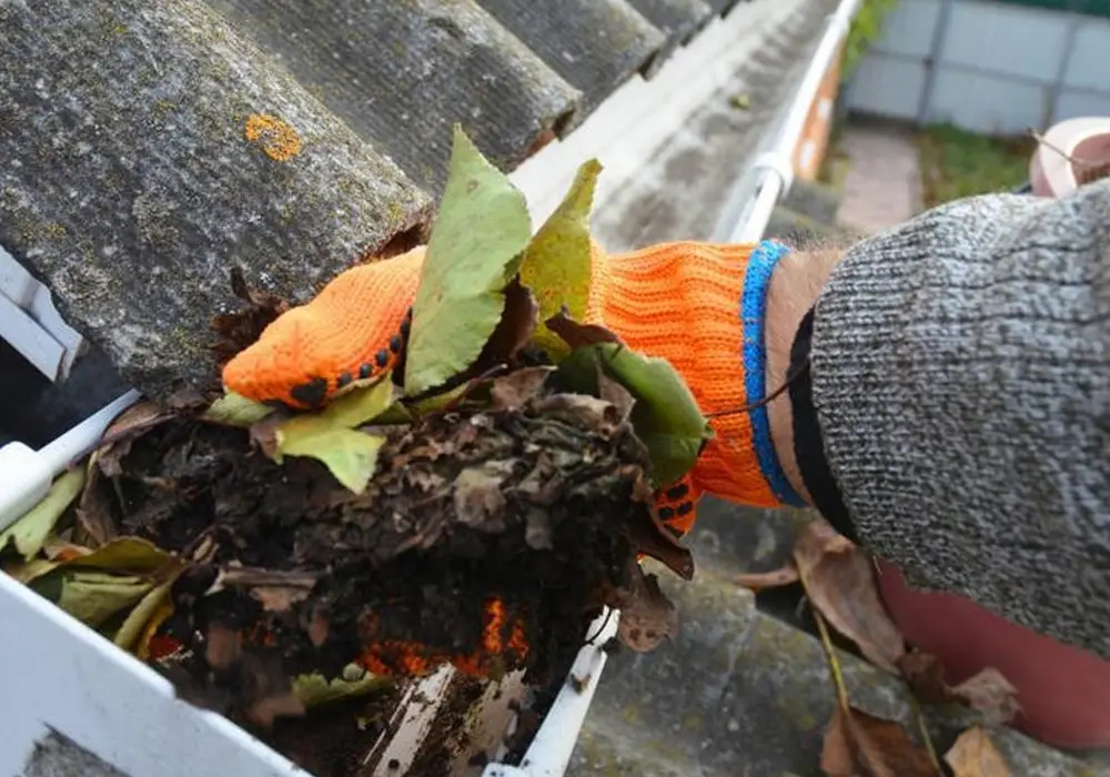 Professional gutter cleaning company worker removing wet leaves and debris from a clogged roof gutter system.