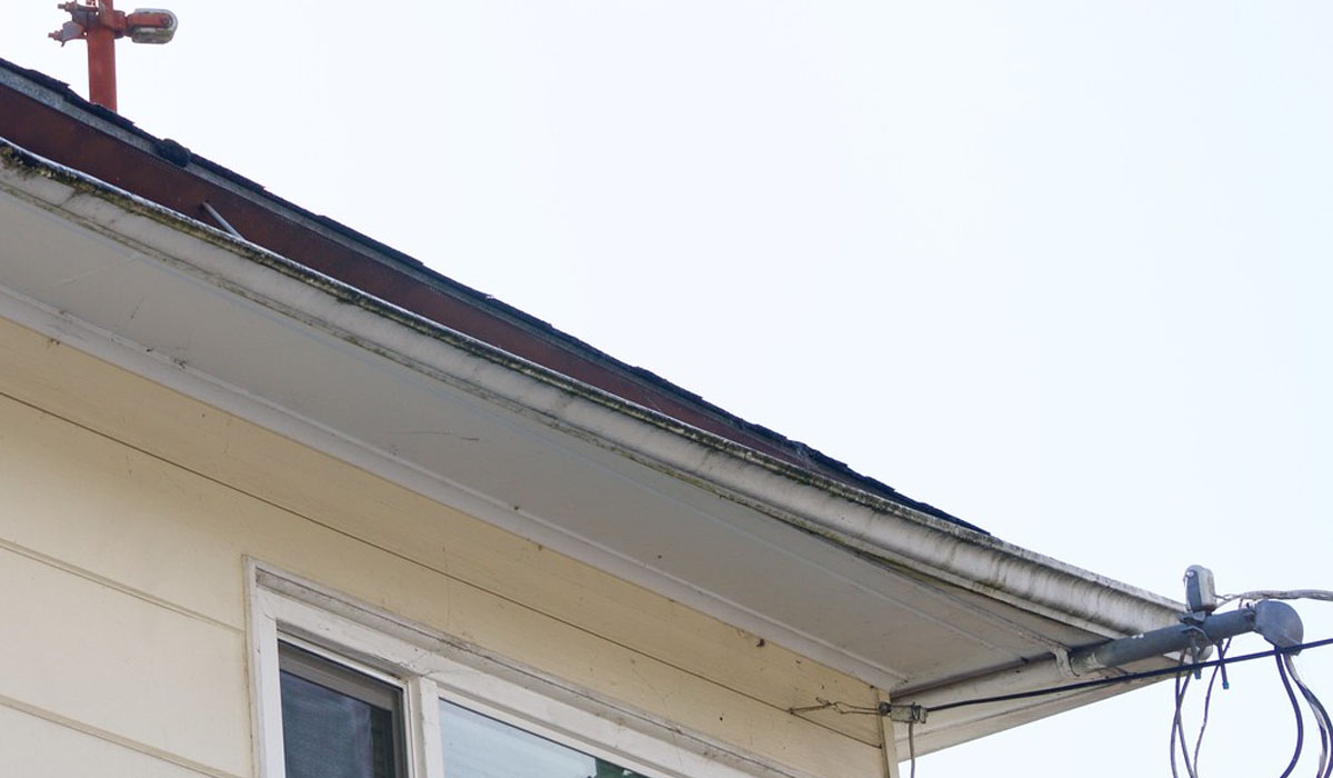 Mold Growth On Gutters