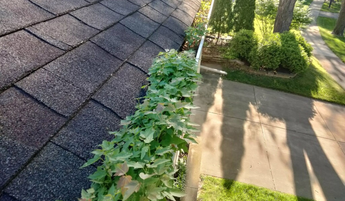 gutters clogged by plants