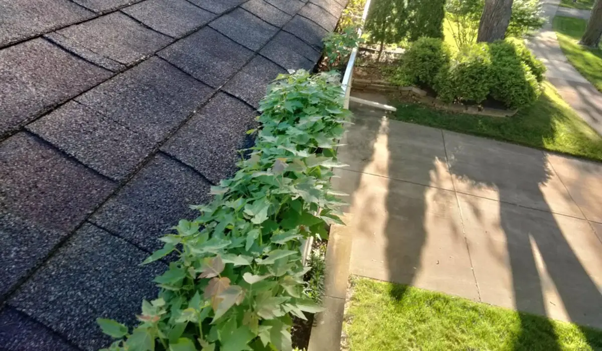 gutter clogged with weeds