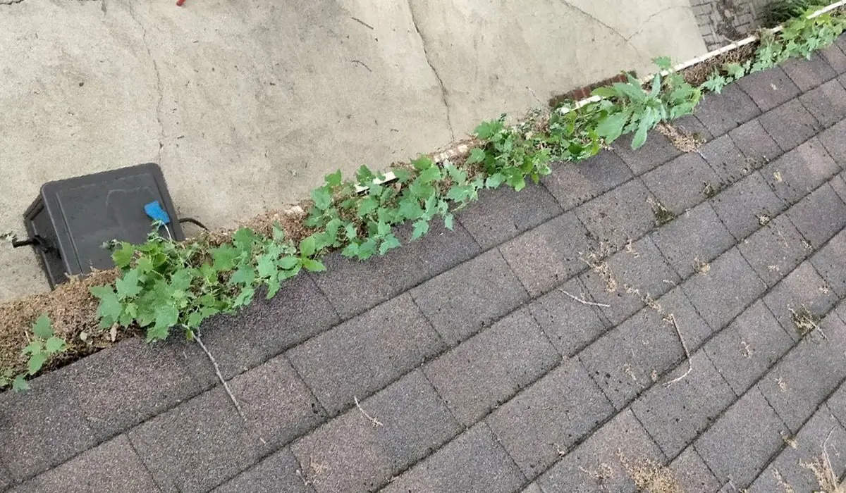 gutter clogged with weeds