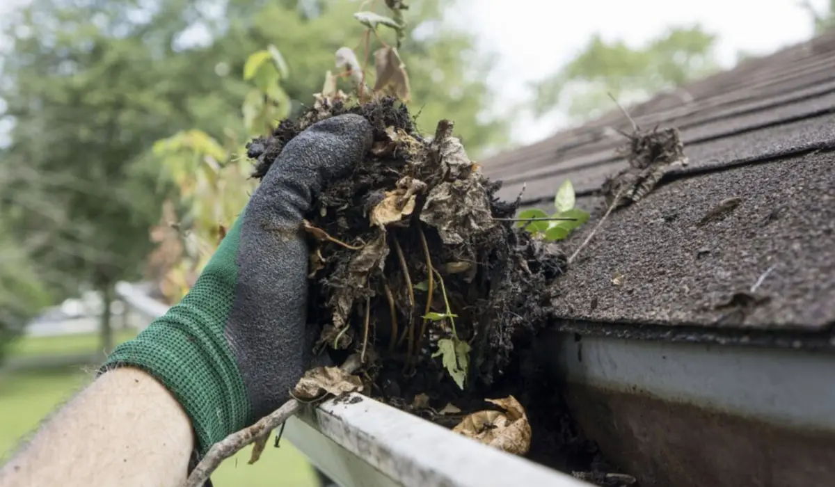 a hand wearing a glove cleaning a clogged gutter