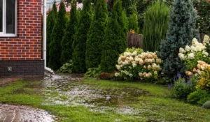 Soggy lawn and standing water near downspout caused by clogged underground gutter drain